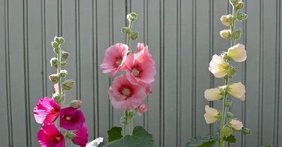 Lorvox Hollyhock Mixed Color Seed(10 per packet)