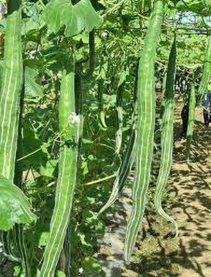 Seedsqlty Snake gourd seeds for planting Seed(10 per packet)