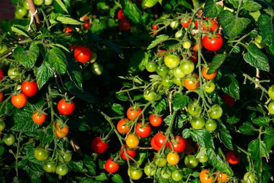 GREENBAAG tomato Seed(100 per packet)
