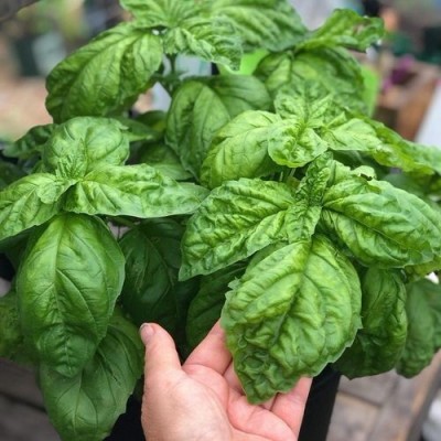 Qualtivate Basil,Lettuce Leaf seeds Seed(1000 per packet)