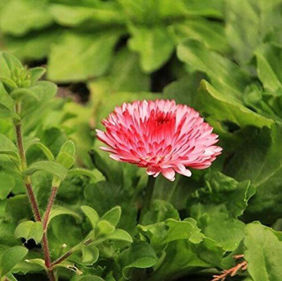 CYBEXIS TLX-7 - Flower Russian Daisy Spring Pink Early Daisy from Russia - (180 Seeds) Seed(180 per packet)
