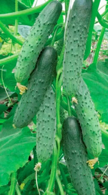 Qualtivate RES-2A Indoor Cucumber Zozula F3 Seed(300 per packet)