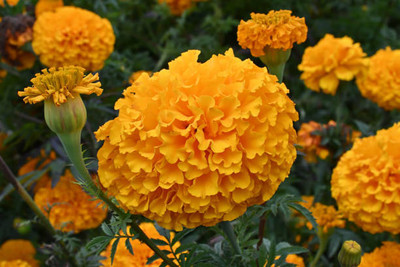 Radici Group marigold/gende ka phool flower seeds Seed(75 per packet)