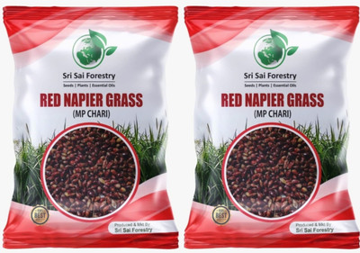 SRI SAI FORESTRY Red Napier Grass Seeds (Pack 2), Cow Grass Seeds | Napier Grass for Cattle Feed Seed(800 per packet)
