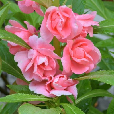 Arshiayat Balsam Rose Flower Seeds 54 Seed(54 per packet)