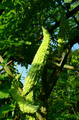 AFARTIOBINA 15 PCS BITTER GOURD SEEDS-A01 Seed(15 per packet)