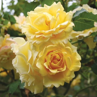 CYBEXIS LX-47 - Yellow Climbing Rose - (100 Seeds) Seed(100 per packet)