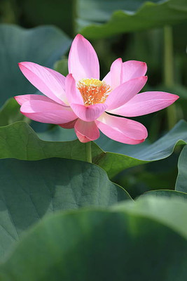 Harcog lotus,kamal gatta Seed(14 per packet)