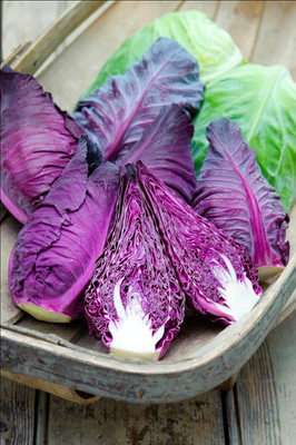 WILLVINE MAH -VIII Red Cabbage F1 Hybrid Seeds [2.5g] Seed(750 per packet)