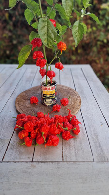 Biosnyg Disease-Resistant Hot Carolina Reaper Chilli Seeds for Garden-(4000 Seeds) Seed(4000 per packet)