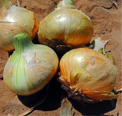 VibeX ® XLR-541 Onion Short Day Texas Early Grano(Yellow) Seed(1000 per packet)