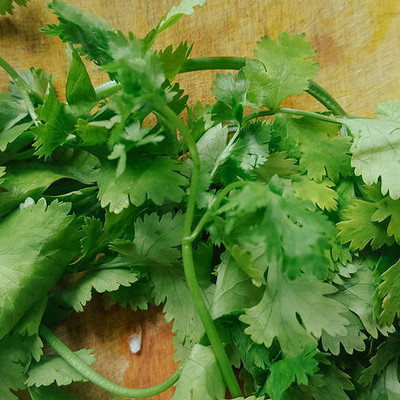 ZIXA Cilantro (Coriander) Seed(200 per packet)