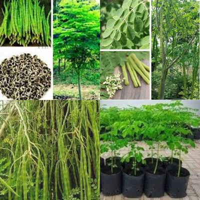 ibains Munaga seeds pack of 70 Seed(70 per packet)