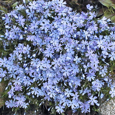CYBEXIS Creeping Phlox, Emerald Blue400 Seeds Seed(400 per packet)