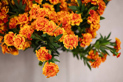 Hybrid maize SEEDS marigold/gende ka phool flower seeds Seed(75 per packet)