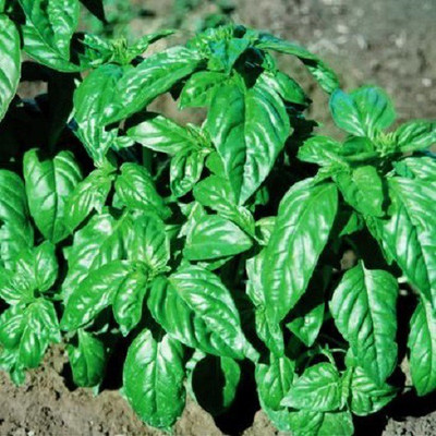 Quentova SWEET ITALIAN LARGE LEAF BASIL-DLX Seed(250 per packet)