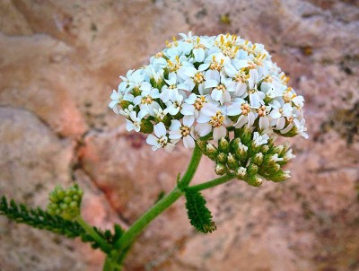 Aywal white Evergreen Candytuft Flower Seed(60 per packet)