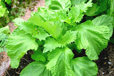 Qualtivate NBIR-28 Green Shiso(Perilla)Seeds Seed(300 per packet)