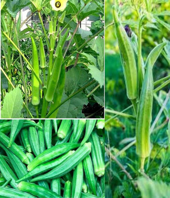 ibains Bhindi seeds powder beez 32 Seed(32 per packet)