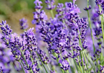 VibeX VXI-19 - Phenomenal Lavender - (750 Seeds) Seed(750 per packet)