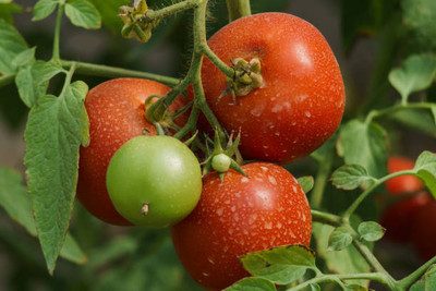 Kapebonavista tomato Seed(100 per packet)