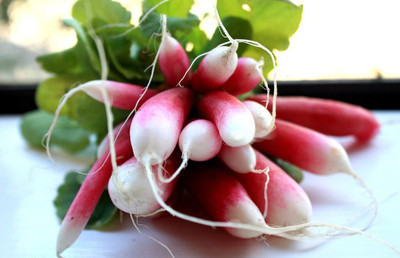 KNESSiN Radish Pink White[600 Seeds] Seed(600 per packet)