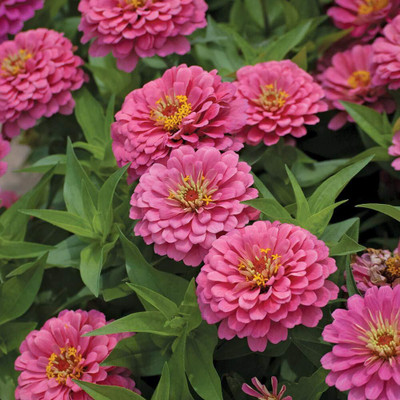 CRGO ZINNIA Seed(15 per packet)