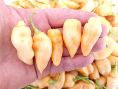 KNESSiN Organic Naga Salmon Chilli Seeds for Home Gardening-(600 Seeds) Seed(600 per packet)