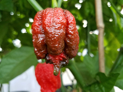 Biosnyg Open-Pollinated Lava Red Hot Pepper Seeds For Planting-(4000 Seeds) Seed(4000 per packet)