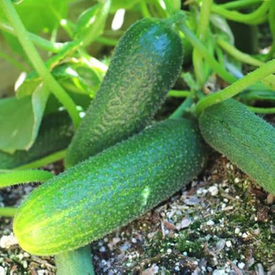 AMAJIT Cucumber / Khira / Sasha / Vegetable Seeds All Seasons(46) Seed(46 per packet)