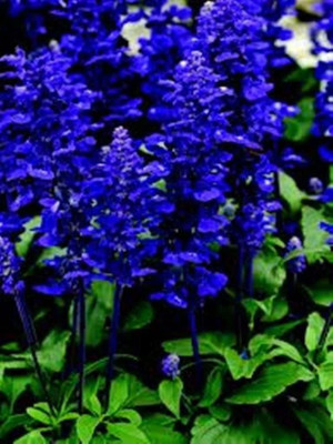 CYBEXIS PAU-96 - Blue Sage (Salvia Farinacea) - (1350 Seeds) Seed(1350 per packet)