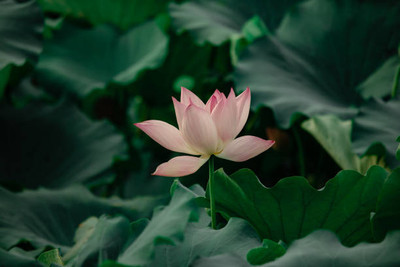 clause lotus,kamal seeds Seed(10 per packet)