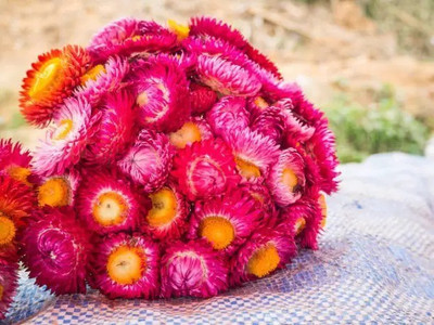 Aro Helichrysum Seed(60 per packet)