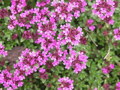 CYBEXIS ATS-16 - Mix Creeping Thyme - (150 Seeds) Seed(150 per packet)