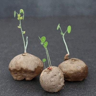 YAMICO Caudex Plant Seed(1 per packet)
