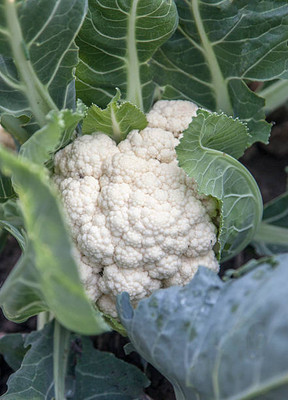 modernseed white cauliflower,gobhee seeds Seed(40 per packet)