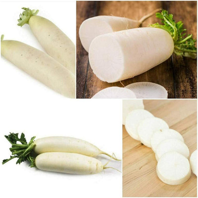 CYBEXIS Hardy Heirloom White Radish Seeds Fresh 2400 Seeds Seed(2400 per packet)
