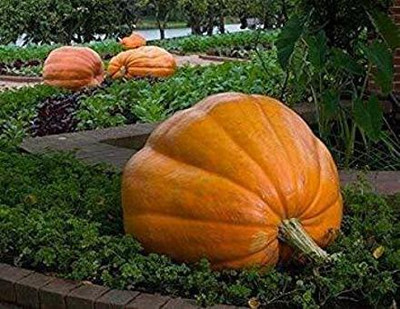 Aywal Pumpkin F1 Hybrid Bheema Seed(20 per packet)