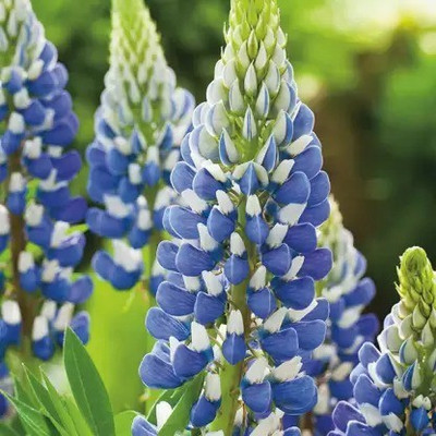 Aro Lupin Seed(15 per packet)