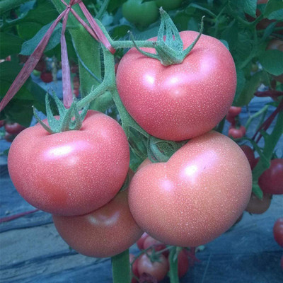 CYBEXIS Heirloom Hybrid Tomato Seeds2000 Seeds Seed(2000 per packet)