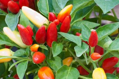 JAYANTAHALDER Bullet Chilli, Bullet Mirchi Seed(75 per packet)