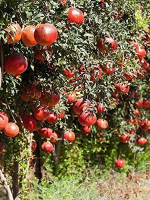 KANAYA Anar Fruit Seed(44 per packet)