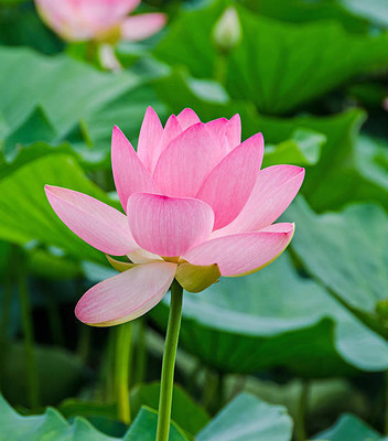 VERDOR lotus,kamal gatta Seed(10 per packet)