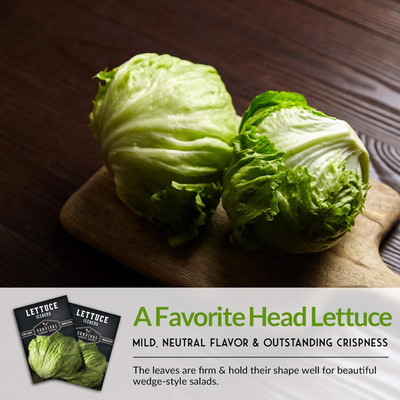 Qualtivate ATS-256 Iceberg Lettuce Seed for Planting Seed(200 per packet)