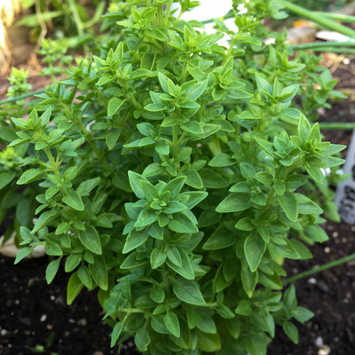 VibeX ® XLR-18 Spicy Bush Basil Seed(1000 per packet)