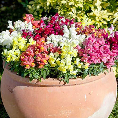 Lorvox Antirrhinum/Snapdragon/Dog Flower Dwarf Flower Seed(10 per packet)