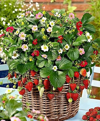 Aywal Strawberry Fruit Seed(85 per packet)