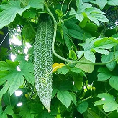 LPR KARELA ,BITTAR GOURD Seed(50 per packet)