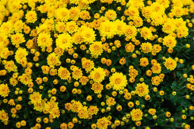Greengets marigold/gende ka phool flower seeds Seed(25 per packet)