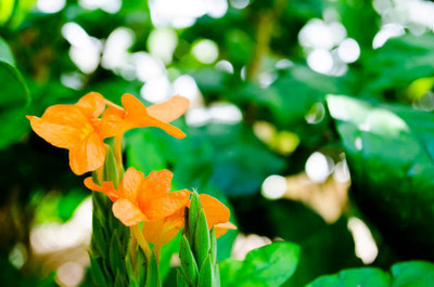 Oliver kanakambaram-firecracker-crossandra Seed(17 per packet)